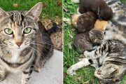 人になれるのを良しとしなかった野良猫が、1人の女性に心を開き、生まれたばかりの我が子の元へと案内するまで