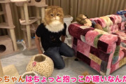 【悲報】ヒカキンが猫「もふこ」に懐かれていないとワイの中で話題にｗｗｗｗｗｗｗｗ