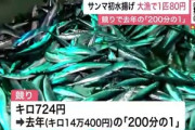 【朗報】サンマ、1匹80円！大漁で大きい