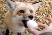 【動画】まるで犬。お姉さんから卵をもらうキツネたちが可愛い(*´д｀*)