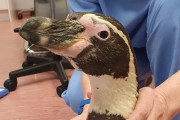 目が見えなくなったペンギン、白内障手術を受け元気を取り戻す　英動物園