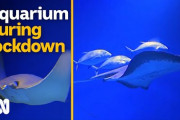 魚もうつ病に？新型コロナ自粛で水族館の魚たちが無気力・無関心になってしまう　オーストラリア