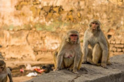 【インド】サルの集団、コロナ疑い患者の血液サンプルを奪い噛んで投げ捨てる