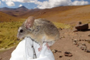 標高6739mの山頂にネズミ！ 塗り替わった生息地の最高記録　南米アンデス山脈