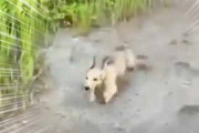 子イヌが散歩の途中で走り出す。飼い主の前でズサササァ～♪ → 子犬は何度もこうなります…