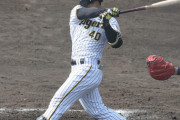 阪神 ドラ３井坪陽生２号含む３安打大爆発　出場５試合ですべて安打、打率５割超で異彩放つ