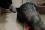【子犬】 フェレットが「ごはん」を食べていた。こら、ダイエット中でしょ！ → 厳しい子犬はこうします…