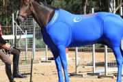 【競馬】サラブレッド用、疲労回復スーツ販売へ【着画像あり】