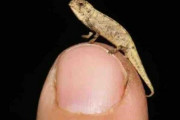 わずか2センチ！「世界最小の新種カメレオン」を発見