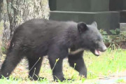 【青森】津波の避難所にクマが…！