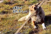 棒に熱中しすぎてうっかり仕事を忘れていた犬が気づいた瞬間「うわっ、やばっ！」の反応が絶妙