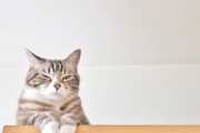 【画像】やはり猫は液体だと分かってしまう画像がこれｗｗｗｗ