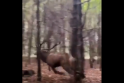 【動物】海外のシカ、ガチでデカい！！お前らの想像の2倍くらい！！