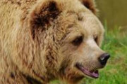 【衝撃画像】女性さん、クマに襲われてとんでもない状況に　