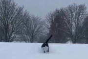 ネコが雪の中を走ってきた。ずぼっ♪ → こうなった…