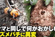 【緊急】スズメバチに”異変”…駆除業者『クマと同じで何かがおかしい』