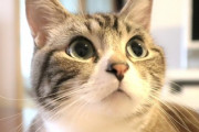【動画】餌が入っていなくて怒るネッコがこちらｗｗｗｗ
