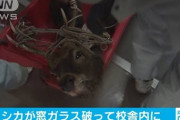 【神奈川】高校女子トイレに迷い込んだシカ　猟友会らが生きたまま捕獲！
