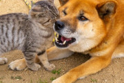 犬猫どちらか飼おうと延々と迷ってる