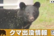 人間「ここで死ね」🐻「3人いたら勝てると思ったの？」