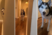”だるまさんが転んだ”のようにカメラに接近してくるシベリアンハスキーが面白い！