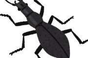虫食べれないとかいう奴ｗｗｗｗｗｗ