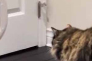 うちの猫がペットドアの前にいた。どうしたの？ → すると…