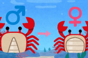 【悲報】カニのオスさん、寄生虫に体をメス化させられて苗床になってしまう