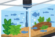 アクア民さん「実は魚を飼うことよりも、濾過が機能してるところを見るのが好き」