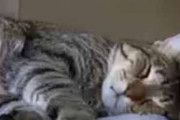 うちの猫がベッドで寝ていた。スヤスヤ～♪ → 猫、液体になる…