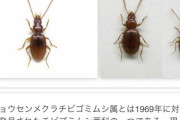 【悲報】学者さん、昆虫にとんでもない名前をつけてしまうｗｗｗｗｗｗｗｗｗｗｗ