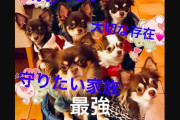 犬高すぎワラタw 犬の一生にかかる総費用、大型犬で平均452万円、小型犬で365万円  [866556825]