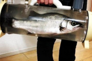 【画像】日本、魚を生きたまま運ぶ鞄を開発してしまうｗｗｗwwwwww