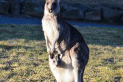 【うそでしょ？！】カンガルーの赤ちゃんが庭に入ってきたからお母さんカンガルーのマネをした結果