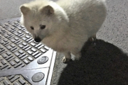 【朗報】アルビノのタヌキ、かわいい