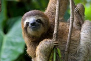 【動画】ナマケモノさん、お礼を言える動物だった