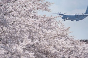 在日米軍横田基地で桜が満開、いろいろと大変な時期てすが…！