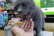 【天才】　猫に虐待される動画上げたら伸びるかなｗｗｗｗｗｗｗｗ