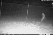 動物園のカメラに謎の生き物、当局が正体推測を呼び掛け　米テキサス州
