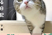 【悲報】猫系YouTuberの「もちまる日記」、いきなり登録者が激減するｗｗｗｗ