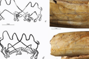 1万3000年前のマンモスの牙に「ラクダの争い」を描いた彫刻絵が見つかる。　アジア最古の動物絵画を発見か!?