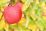 北海道、増毛でリンゴの収穫が始まる