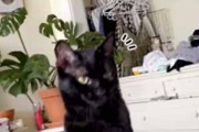 ネコの頭上で「猫じゃらし」を振ってみた。両手を広げて、クネクネ～♪ → 黒猫はこうなります…