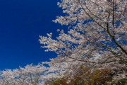 ワイがひっそり桜を観に旅行したからUPするよ～