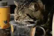 【動画】下手かｗｗｗ水の飲み方を正しく教わらなかったニャンコ(´･_･`)