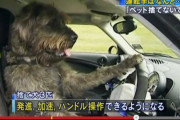 【画像】犬が運転しててワロタｗｗｗｗｗｗｗｗｗｗｗｗｗｗｗｗｗｗｗｗｗｗｗｗｗｗｗｗｗｗｗｗ