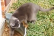 【悲報】猫さん、小動物をいじめる