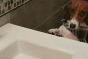 【画像】犬さん死んだふりをして浴槽に浮かぶハリネズミが本気で心配になる