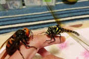 【悲報】オオスズメバチは昆虫界一強い言うけどシオヤアブやオニヤンマに殺されたりするよね？