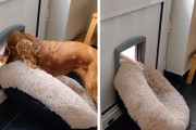 最後はまさかの展開！犬用ドアからお気に入りのベッドを運び出そうとするワンちゃんが可愛い